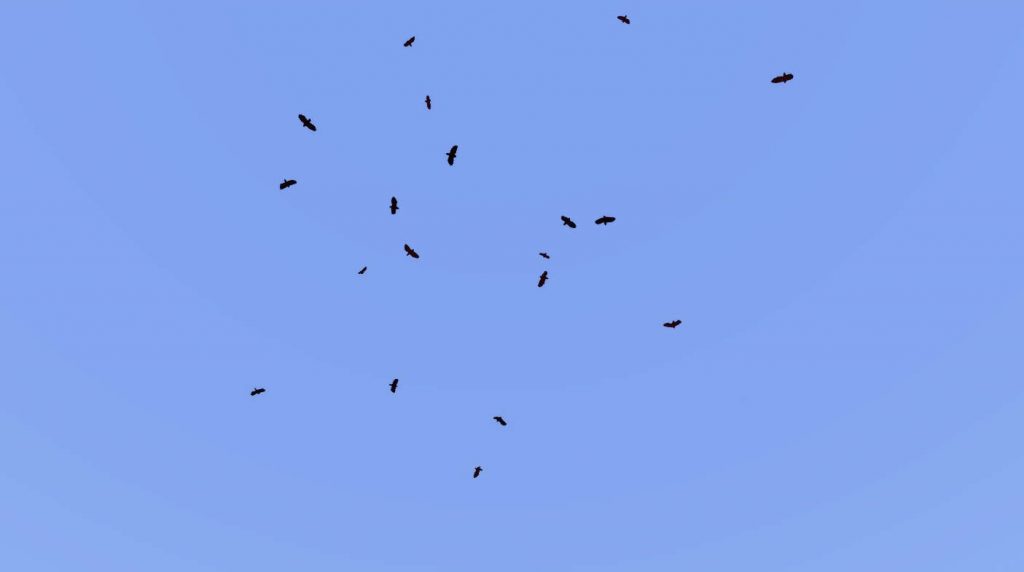 Animal Birds Circling