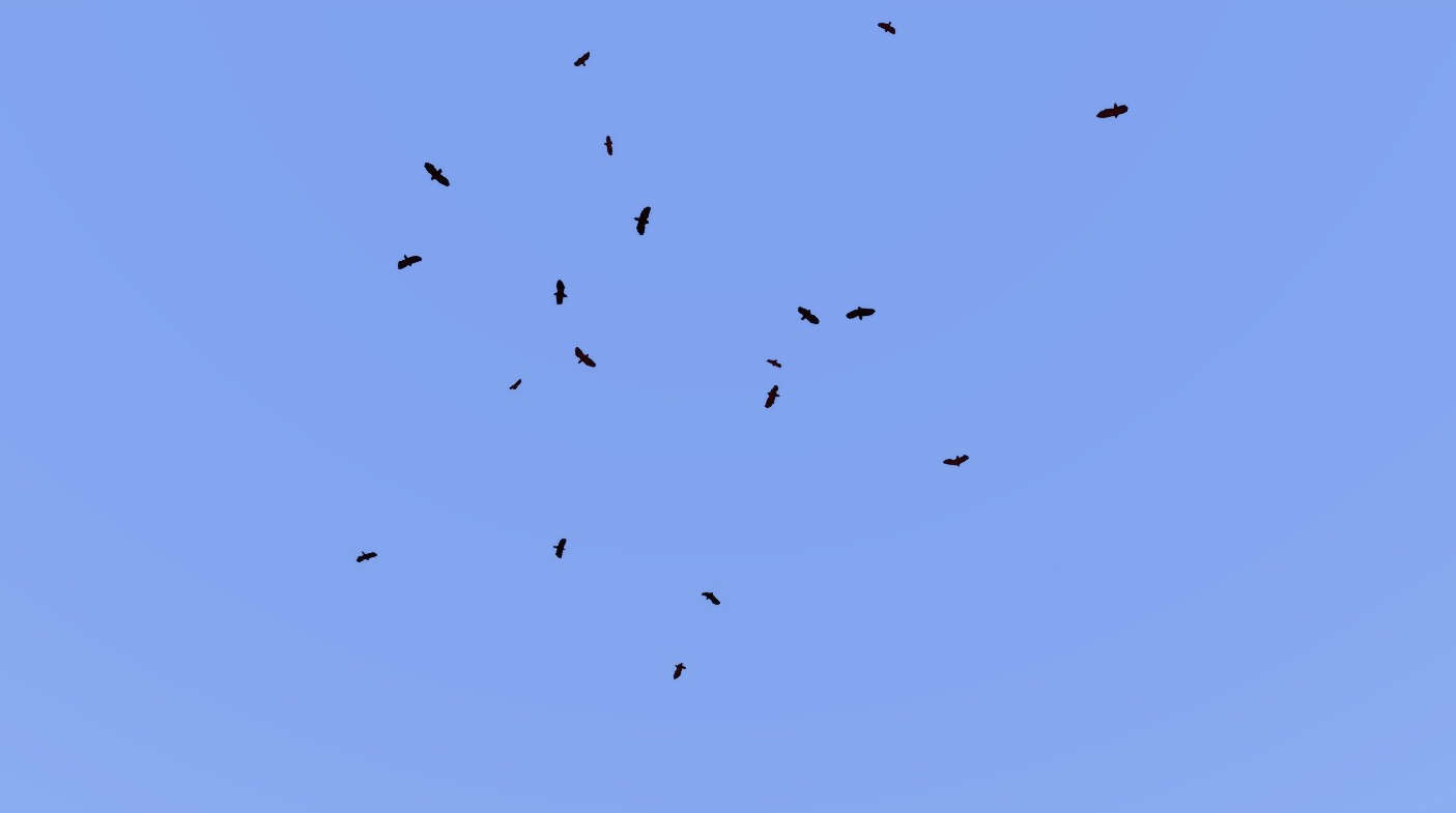 Animal Birds Circling