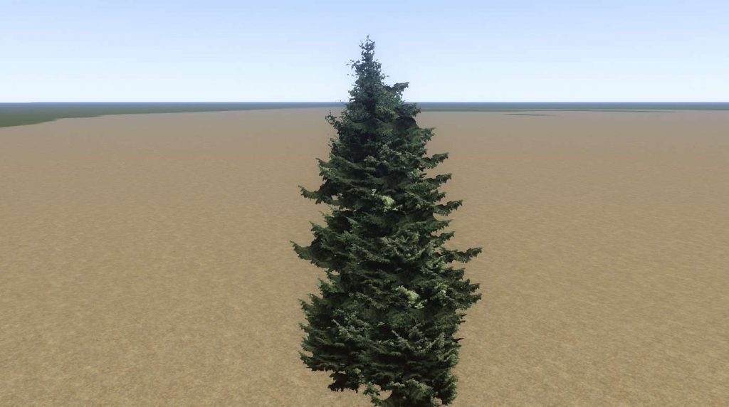 Tree Fir Near 01